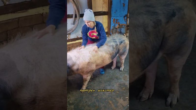 @million_on_pigs #pigs #деревня #хозяйство
