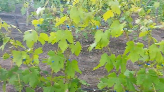 Виноград Ландыш перед цветением, осыплется или нет???? смотреть онлайн