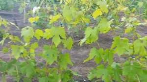 Виноград Ландыш перед цветением, осыплется или нет????