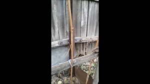Малина на шпалере вдоль забора