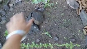 Создание клумбы Шаг за шагом Примеры оформления клумб Ландшафтный дизайн Мій сад