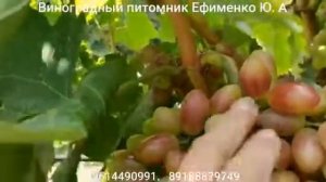 виноград кишмиш Лилит