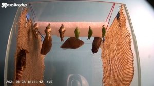 Из этого Кокона вылезла Самая Большая Бабочка в Мире  Как это было