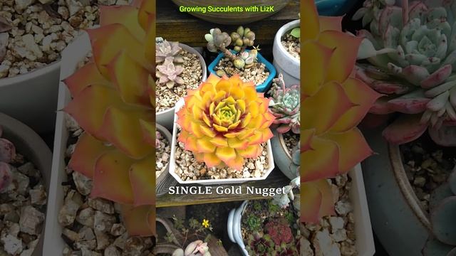 Which Sempervivum Gold Nugget do you like? #shorts #sempervivum #succulent