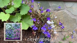 Бархатцы Альбатрос среди моих прекрасных Роз! Эксперимент закончен❗️Подвожу итог❗️