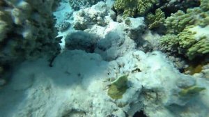 Египет / Экскурсия в Рас Мохаммед / Снорклинг / Белый остров / Шарм эль Шейх