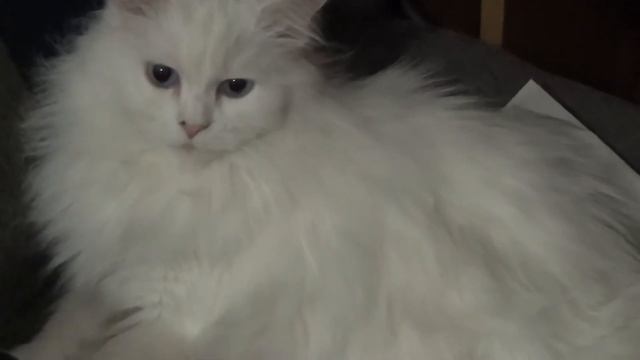 Моя кошка ангорка Муся, белая голубоглазая но черное лучше не надевать