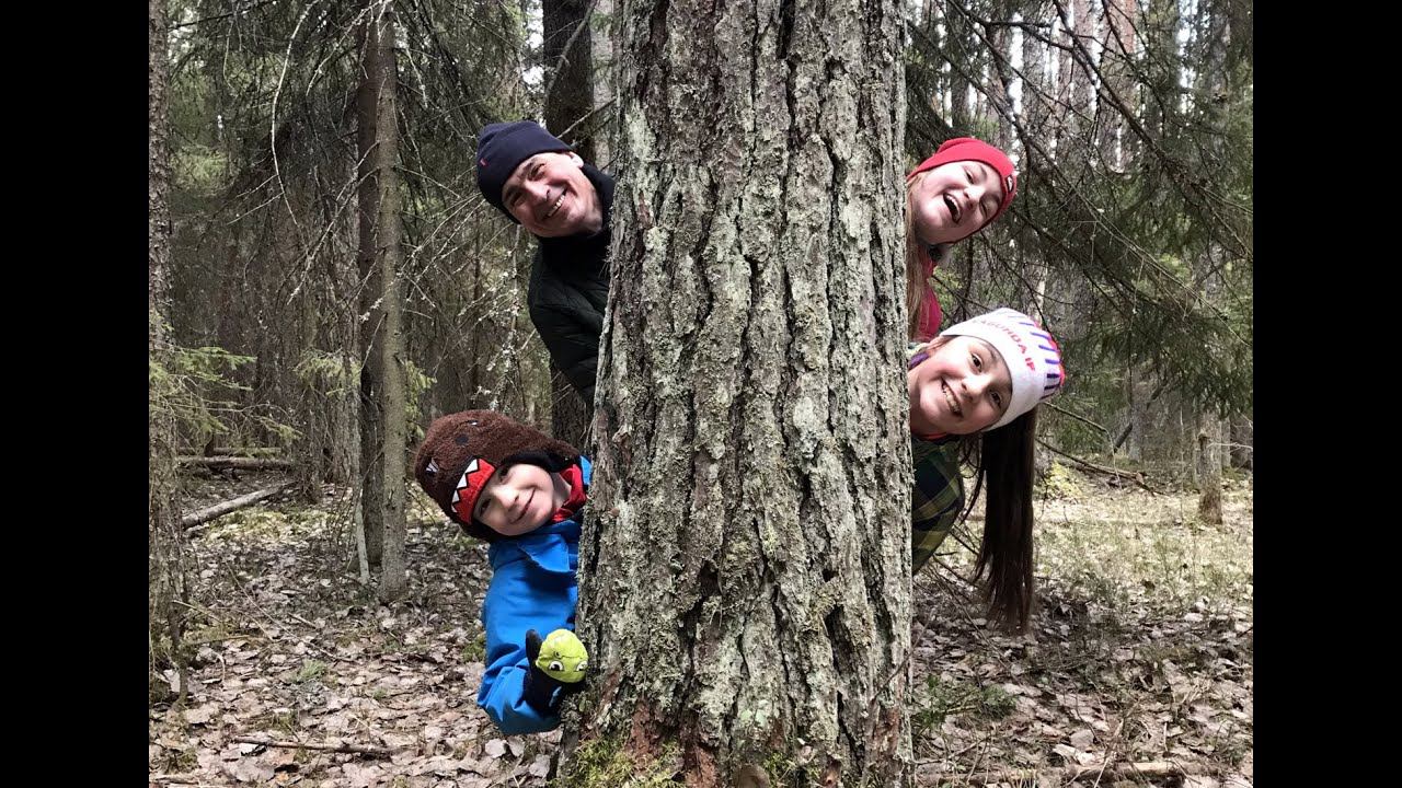 Самая большая ель Фенноскандии.