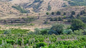 Золотые склоны гор в июле. Кара-Даг, Эчки -Даг.