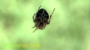 Паук-кругопряд Agalenatea redii (краткое описание)