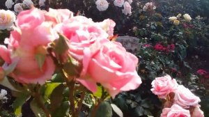 Цветение розы Анститью Люмьер