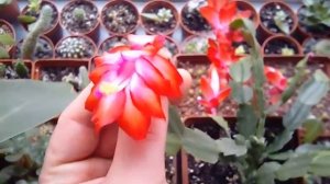 20161115 Шлюмбергера усечённая. Цветение.