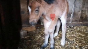 У нас радость!!  Наша шотландская пони Джулия родила малышку- поняшку!!