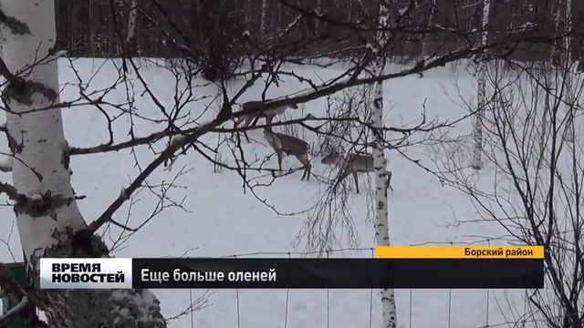 Олени в КЗ смотреть онлайн