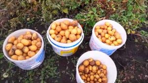 Урожай Картошки ПРЕВЗОШЕЛ все Ожидания! 5 сентября 2021 год #урожайкартошки