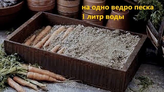 Хранение моркови на зиму