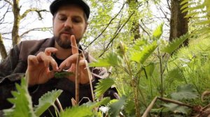 Foraging a Wild Food Salad - 29 Edible Wild Plants