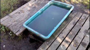 ВЫРАЩИВАНИЕ  МУЛАРДОВ  за 2-2,5 месяца// 2017 год. Мой опыт