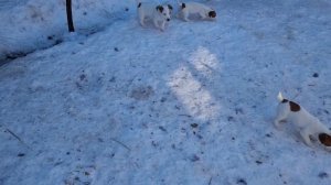 Приучаем щенка к выгулу