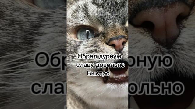 кот убица подпишись   )