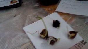 Моринга вся прорастет - Всхожесть семян 100 %