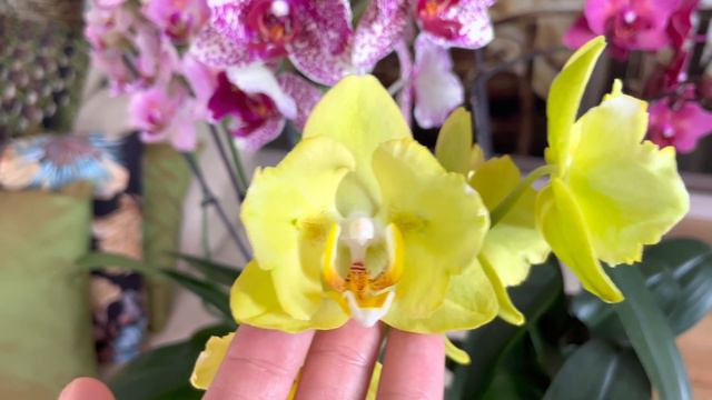 “Fluturașii” din colecția mea de orhidei. смотреть онлайн