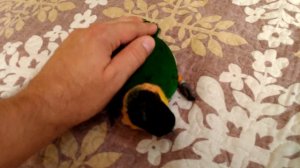 Каик черноголовый.