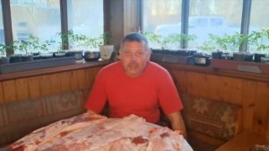 Выгодно ли держать свиней породы ЛАНДРАС: доходы и расходы. "Мое Подворье"