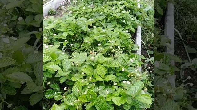 Ягода ремонтантная Золушка смотреть онлайн