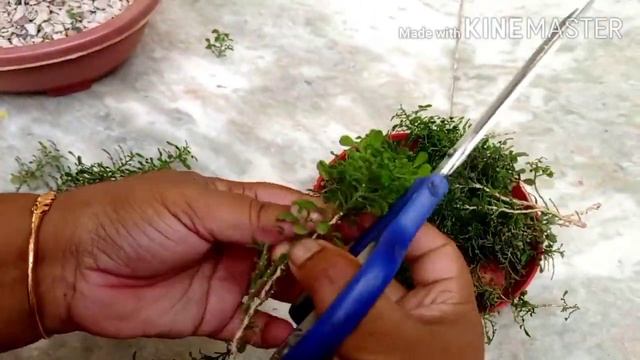 Care & propagation of table kamini/ murraya paniculata смотреть онлайн