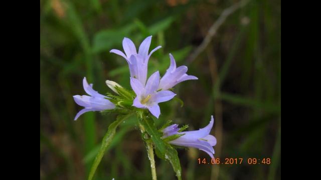 Campanula latifolia, the giant bellflower, the large campanula and the wide leaved bellflower смотреть онлайн