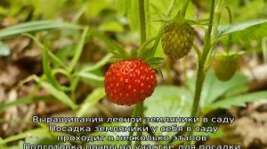 Земляника лесная