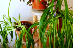 Полка для цветов на три ступени из дерева своими руками..