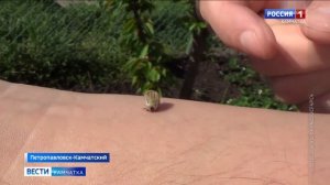 За май на Камчатке зарегистрировано шесть случаев укуса клещей || Вести-Камчатка