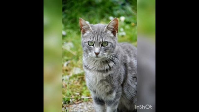 Урок 2: Домашние животные (?, ?)/ Lesson 2: Pets (a dog, a cat)
