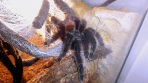 МОХНАТАЯ АВИКУЛЯРИЯ ВЕРСИКОЛОР. Avicularia versicolor