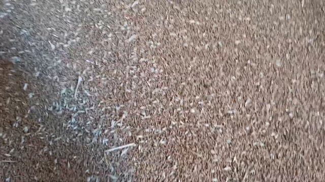 Подготовка, сортировка семенного материала озимой пшеницы Таня. смотреть онлайн