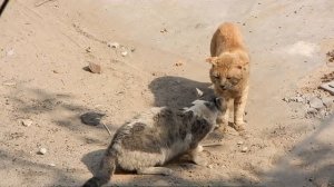 BIG FAT CATS FIGHT  |  Unstoppable Fight!!!