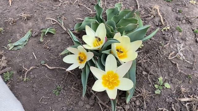 Весна 22//Карликовый тюльпан//Бордюрные тюльпаны смотреть онлайн