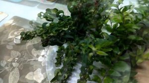 Никелевая свадьба. Подарки на годовщину.