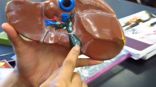 ВНУТРЕННИЕ ОРГАНЫ без которых человек может жить. смотреть онлайн