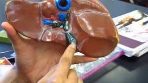 ВНУТРЕННИЕ ОРГАНЫ без которых человек может жить.