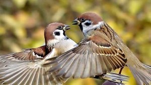 Воробьи живут с нами уже 10000 лет! Самые интересные факты про воробья