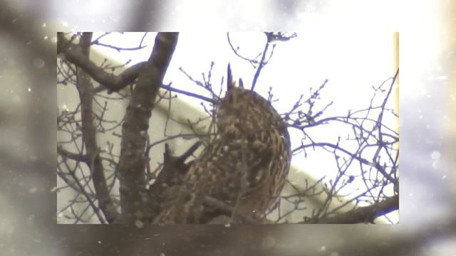 Когда Животные Зоопарков Впервые Встречают Людей Идиотов смотреть онлайн