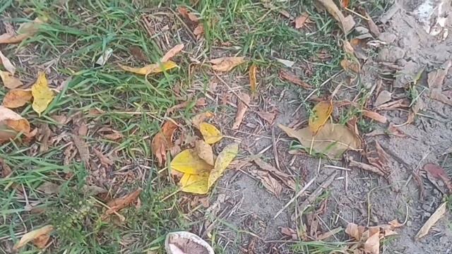 Ситуация в Харькове и ЗДЕСЬ 1 октября 2023 года ГРИБЫ!!!!!! смотреть онлайн