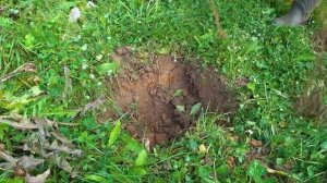 Флоксы многолетние, посадка осенью и подготовка к зиме.