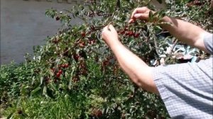 Дюк Саратовская Малышка: маленькая, да удаленькая!