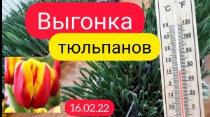 Выгонка тюльпанов без теплицы в домашних условиях | Обзор 16.02.22г.