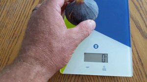 Инжир сорта Noire de Barbentane fig variety