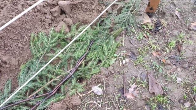 Укрытие винограда в Ленинградской области. 12.11.2022.